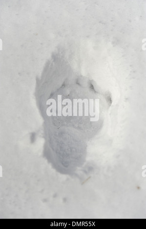 Großer Bär Strecke im frischen Pulverschnee Stockfoto