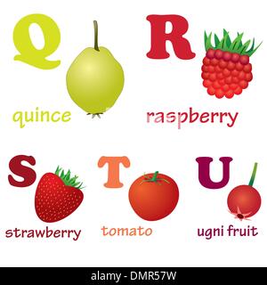 Alphabet Buchstaben Q-U mit Früchten. Stock Vektor