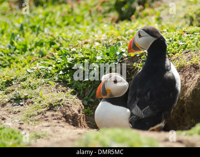 Papageitaucher (Fratercula Arctica) auf Skomer Island, West Wales, Großbritannien Stockfoto