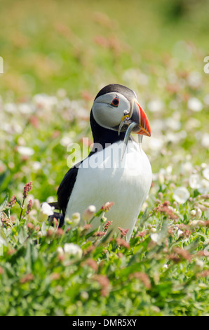 Papageitaucher (Fratercula Arctica) auf Skomer Island, West Wales, Großbritannien Stockfoto