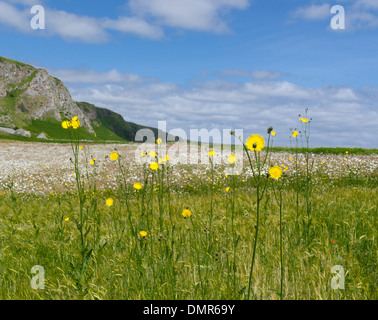 riesigen gelben Margeriten St Cyrus Nordseeküste Stockfoto