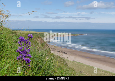 St. Cyrus bay Montrose Natur Reservat Orchid Beach Stockfoto