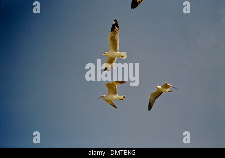 Drei Möwen fliegen in einen blauen Himmel. Stockfoto