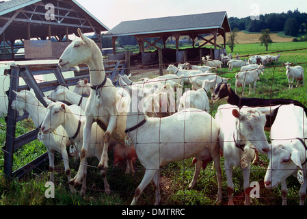 Ziegenhof - Saanen und Nubian Ziegen erwarten Sie Melken für Milch- und Käseherstellung, Fraser Valley, BC, Britisch-Kolumbien, Kanada Stockfoto