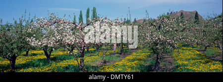 Blüten auf Apple Obstbäume blühen im Frühjahr, South Okanagan Valley, BC, Britisch-Kolumbien, Kanada - Panoramablick Stockfoto