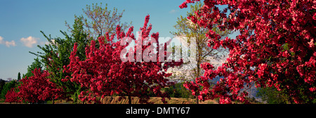 Ornamentale Crabapple / Krabbe Apfelbäume blühen mit schönen rosa Blüten, South Okanagan Valley, British Columbia, Kanada Stockfoto