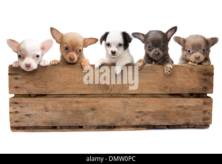 Vintage Holzkiste gefüllt mit fünf Neugeborenen Chihuahua Welpen Stockfoto