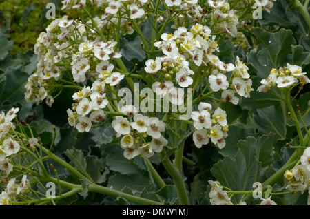 Meerkohl Crambe maritima Stockfoto