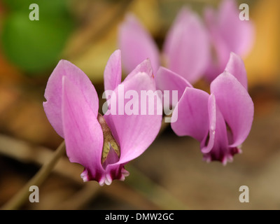 Alpenveilchen, Cyclamen hederifolium Stockfoto