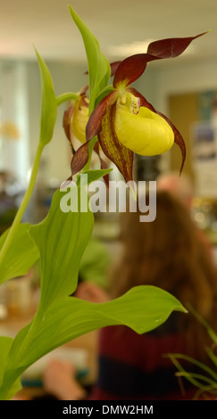 Frauenschuh Orchidee, Cypripedium Calceolus gewachsen durch Treborth Botanischer Garten Stockfoto