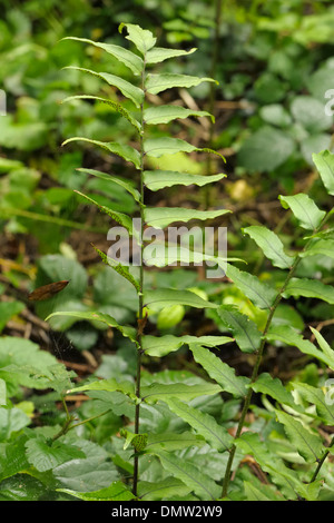 Fortune Cyrtomium oder japanische Stechpalme Farn, Cyrtomium Fortunei, wachsen in freier Wildbahn Stockfoto