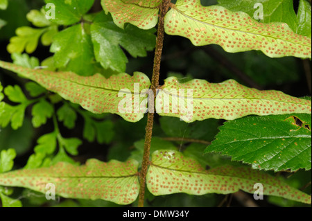 Fortune Cyrtomium oder japanische Stechpalme Farn, Cyrtomium Fortunei, wachsen in freier Wildbahn, die Unterseite der Blätter Stockfoto