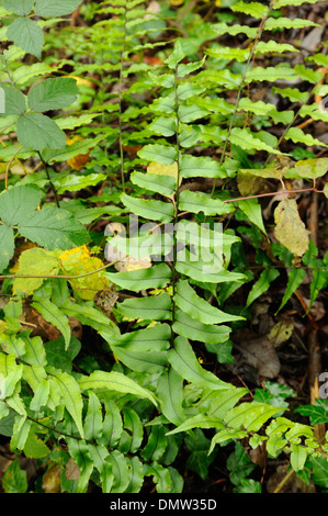 Fortune Cyrtomium oder japanische Stechpalme Farn, Cyrtomium Fortunei, wachsen in freier Wildbahn Stockfoto