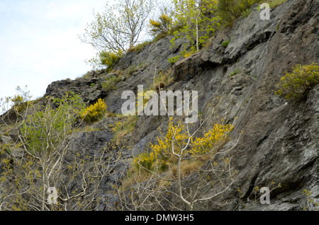 Besen, Cytisus Scoparius bei Stanner Rocks Stockfoto