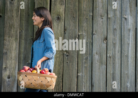Eine Frau, die einen Korb mit frisch gepflückten Früchte trägt. Pflaumen und Pfirsiche. Stockfoto