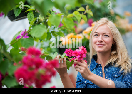 Ein Bio-Blumen-Gärtnerei. Eine Frau, die arbeitet. Stockfoto