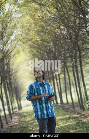 Ein Mann in eine Allee von Bäumen mit einem digital-Tablette. Stockfoto