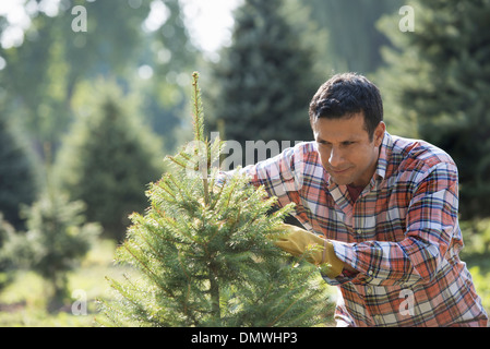 Ein Mann, eine organisch gewachsene Weihnachtsbaum beschneiden. Stockfoto