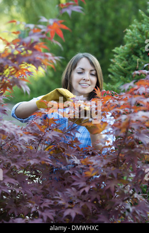 Eine Frau in einem Baum Kinderzimmer Pruing Blätter ein Acer-Baumes. Stockfoto