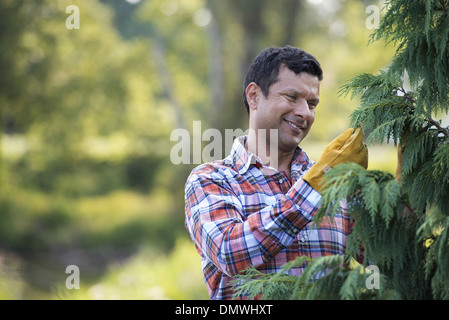 Ein Mann, eine organisch gewachsene Weihnachtsbaum beschneiden. Stockfoto