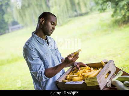 Ein Bio-Obst und Gemüse Bauernhof. Ein Mann Gemüse sortieren. Stockfoto