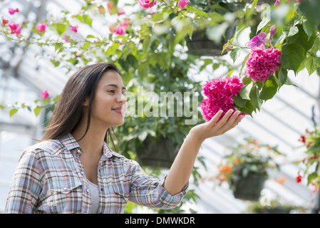 Eine Frau in einem organischen Gärtnerei Gewächshaus. Stockfoto