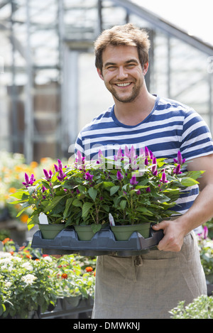 Ein Mann, der arbeitet in einem organischen Gärtnerei Gewächshaus. Stockfoto