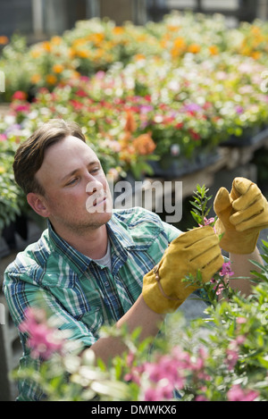 Ein Mann, der arbeitet in einem organischen Gärtnerei Gewächshaus. Stockfoto