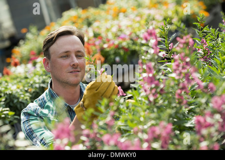 Ein Mann, der arbeitet in einem organischen Gärtnerei Gewächshaus. Stockfoto