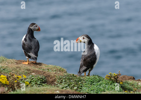 Zwei Papageientaucher auf Lunga, eines Treshnish Insel der Inneren Hebriden, in der Nähe von Mull, Schottland Stockfoto