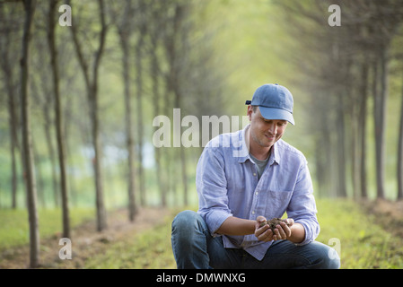 Ein Mann hocken und eine Handvoll Erde untersuchen. Stockfoto