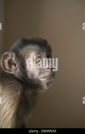 Eine Kapuziner Affe sitzend, Kopf und Schultern. Stockfoto
