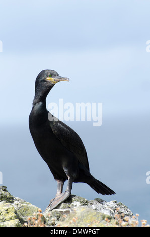 Ein Shag auf Lunga, eines Treshnish Insel der Inneren Hebriden, in der Nähe von Mull, Schottland Stockfoto