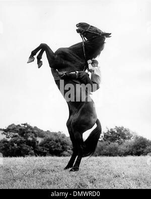 24. Juli 1953 - Dartmoor, England, Vereinigtes Königreich - zehn Jugendliche mit einem Stetson, ein halbes Dutzend Pferde und ein Lasso Stück lernen, real zu sein Cowboys in er weite Räume des Westens. Aber es ist der Westen von Dartmoor, England. Bild: JOHN McMAHON aus County Monaghan, bricht in ein wildes Pony an der Dartmoor-Schule. (Kredit-Bild: © KEYSTONE Bilder USA/ZUMAPRESS.com) Stockfoto