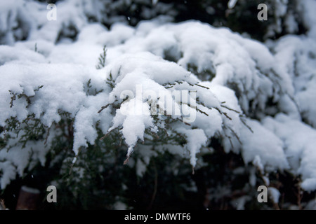 Tannenzweigen bedeckt mit einer dicken Schicht aus weißem Schnee gegen den blauen Himmel im Winter. Muster. Textur. Nadelwald Baum Stockfoto