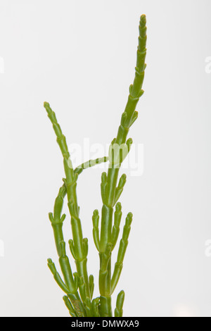 Meerfenchel, Crithmum Maritimum isoliert auf einem weißen Studio-Hintergrund. Stockfoto