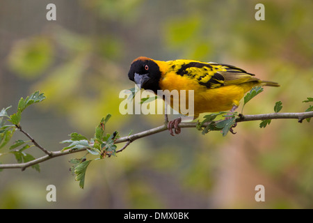 Black-headed Weaver Stockfoto