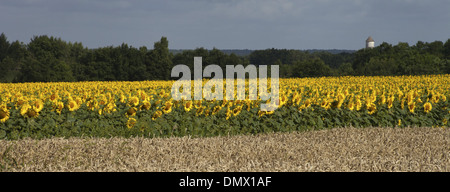 Sonnenblume Ernte Feld mit Weizen Gerste Ernte im Vordergrund und Wasserturm und Baumgrenze im Hintergrund. Stockfoto
