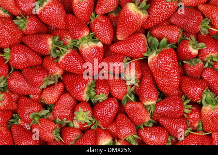 Sammlung von frisch geernteten Erdbeeren bilden einen Hintergrund Stockfoto