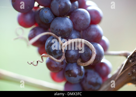 Ein Bündel von Trauben hängen von Reben im Weinberg. Stockfoto