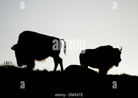 Bison - dawn Silhouette Bison Bison Yellowstone-Nationalpark, Wyoming. USA MA002776 Stockfoto