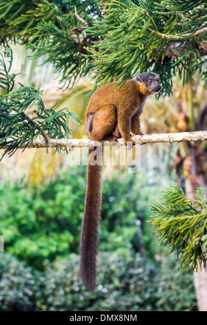 Gemeinsamen braune Lemuren (Lemur Fulvus), von Madagaskar und Mayotte Inseln endemisch Stockfoto