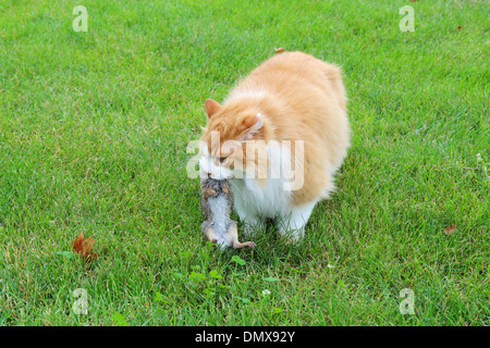 Orange-weiße langhaarige Hauskatze (Felis Catus) mit einem Baby östlichen Cottontail Kaninchen (Sylvilagus Floridanus) Stockfoto