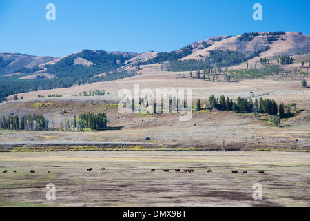 Bison - Herde durch Lamar Valley Bison Bison Wyoming Yellowstone-Nationalpark Reisen. USA MA002826 Stockfoto