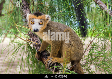 Gekrönte Lemur (Eulemur Coronatus), endemische Lemur von Norden Madagaskars Stockfoto