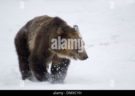 Grizzly Bear - Wandern im Schnee Ursus Arctos Horribilis gefangen MA002916 Stockfoto