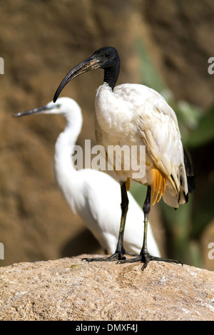 Afrikanische Sacred Ibis (Threskiornis Aethiopicus) Stockfoto