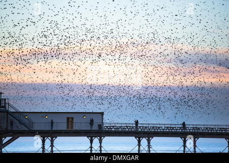 Aberystwyth, Wales, UK. 17. Dezember 2013. 5 Frauen stehen in einer Linie, die das Fotografieren auf ihren Mobiltelefonen wie Zehntausende Stare über ihnen wirbeln. Die Vögel sammeln sich in der Abenddämmerung, bereit, verbringen die Nacht unter dem Pier in Aberystwyth. Stockfoto