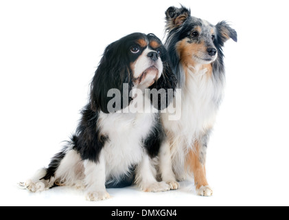 Porträt von einem reinrassigen Shetland Hund und Cavalier king Charles vor weißem Hintergrund Stockfoto