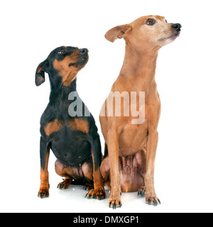 reinrassige Miniatur Pinscher vor weißem Hintergrund Stockfoto